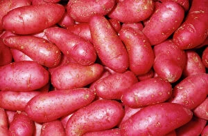 KEL-1583 Potato - Fingerling - Red Thumb variety