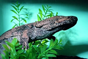 KEL-250 Chinese Giant Salamander - swimming