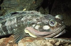 S Gallery: Sarcastic Fringehead Collection