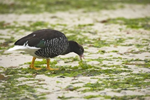 Kelp Goose - female feeding on kelp at low tide Kelp Goose - female feeding on kelp at low tide