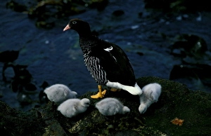 Kelp goose, female with goslings Kelp goose, female with goslings