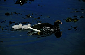 Kelp goose, female swimming with goslings Kelp goose, female swimming with goslings