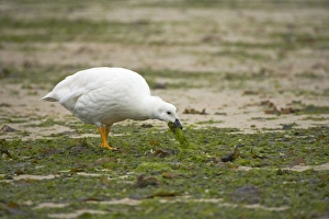 Kelp Goose - male feeding on kelp at low tide Kelp Goose - male feeding on kelp at low tide