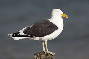Kelp Gull / Black-backed Gull - perched on post Kelp Gull / Black-backed Gull - perched on post
