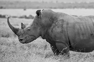 Protected Gallery: Kenya, Ol Pejeta Conservancy. Southern white rhinoceros