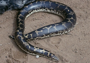 Kenyan Sand Boa - East Africa Kenyan Sand Boa - East Africa