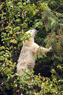 Kermode Bear / Spirit Bear - Eating fruits of Pacific Crab Apple Tree (Malus fusca) Kermode Bear / Spirit Bear - Eating fruits of Pacific Crab Apple Tree (Malus fusca)