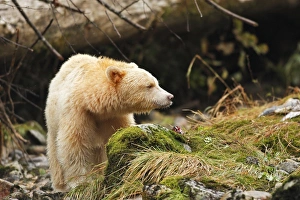 Kermode Bear / Spirit Bear - eating Sockeye Salmon Kermode Bear / Spirit Bear - eating Sockeye Salmon