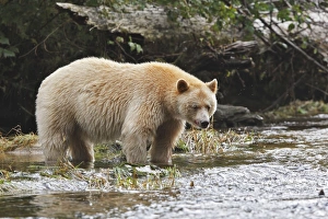 Kermode Bear / Spirit Bear - fishing for Sockeye salmon Kermode Bear / Spirit Bear - fishing for Sockeye salmon