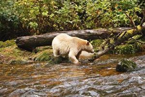 Kermode Bear / Spirit Bear - hunting for Sockeye Salmon Kermode Bear / Spirit Bear - hunting for Sockeye Salmon
