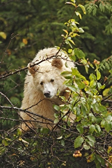 Kermode / Spirit Bear - eating fruits of Pacific Crab Apple Tree ( Malus fusca) Kermode / Spirit Bear - eating fruits of Pacific Crab Apple Tree ( Malus fusca)