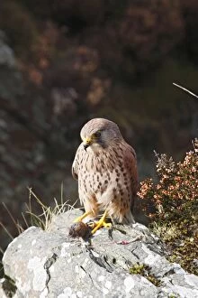 Images Dated 10th October 2009: Kestrel / Common Kestrel - young male on rock with prey