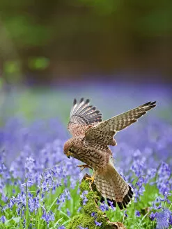 Images Dated 1st May 2010: Kestrel - female landing on stump in bluebell wood - controlled conditions 10281
