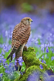 Bluebells Gallery: Kestrel - female with vole on stump in bluebell wood