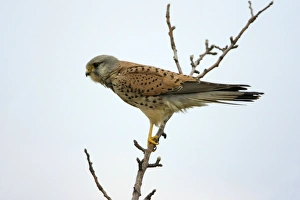 Kestrel - male bird perched on tree branch Kestrel - male bird perched on tree branch