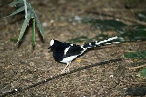 Chats And Flycatchers Gallery: White Crowned Forktail Collection
