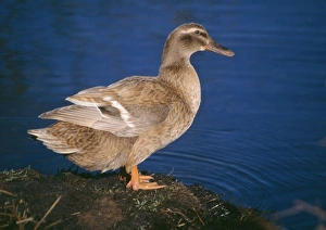 Khaki Campbell Domestic Duck - By waters edge Khaki Campbell Domestic Duck - By waters edge