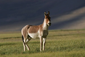 Kiang / Tibetan Wild Ass - battle-scared male during the rut Kiang / Tibetan Wild Ass - battle-scared male during the rut