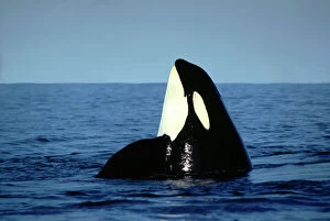 Carnivore Collection: Killer / Orca Whale - spy hopping ML967P