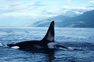 orcaページ killer-whale-fg-2468-orcinus-