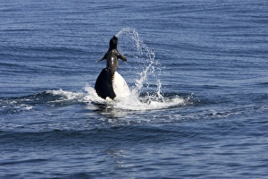 Killer whale / Orca - activity during an attack on young Northern Elephant seal Killer whale / Orca - activity during an attack on young Northern Elephant seal