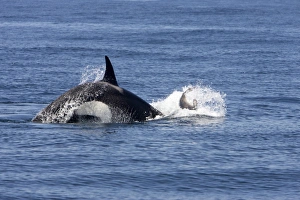 Killer whale / Orca - activity during an attack on young Northern Elephant seal Killer whale / Orca - activity during an attack on young Northern Elephant seal
