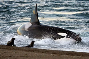 South America Collection: Killer whale / Orca - The adult male known as 'MEL', 45 to 50 years old when these images were taken