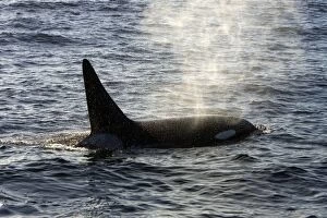 Killer whale / Orca - adult male - transient type