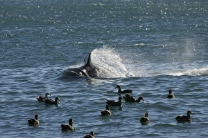 Killer whale / Orca - energetic behavior while the orcas feed on a sealion pup Killer whale / Orca - energetic behavior while the orcas feed on a sealion pup