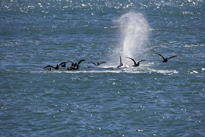 Killer whale / Orca - Giant Petrels are waiting while the orcas feed on a sealion pup Killer whale / Orca - Giant Petrels are waiting while the orcas feed on a sealion pup