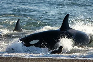 Killer whale / Orcas - Hunting South American Sea lion pups at the waters edge Killer whale / Orcas - Hunting South American Sea lion pups at the waters edge