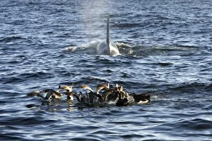 Killer whales / Orcas - A pod of Transient type killer whales attacked & killed a Grey whale calf