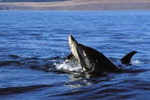Images Dated 30th June 2002: Killer whales - playing with salmon they have caught, like a cat playing with a mouse