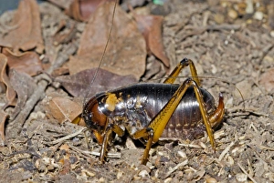 King Cricket - female - Nocturnal omnivore living in subterranean burrows King Cricket - female - Nocturnal omnivore living in subterranean burrows