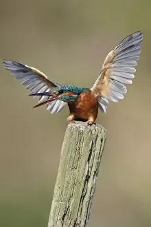 Images Dated 17th September 2003: Kingfisher - adult female in defensive posture