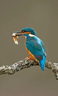 Birds Gallery: Kingfisher adult with fish prey spring