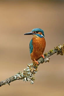 Perch Gallery: Kingfisher adult on lichen covered branch spring