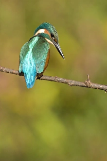Kingfisher - Adult male perched on a branch looking into the water Kingfisher - Adult male perched on a branch looking into the water