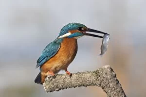 Kingfisher - with caught fish in beak