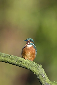 Kingfisher - Coughing up a pellet of fish bones Kingfisher - Coughing up a pellet of fish bones