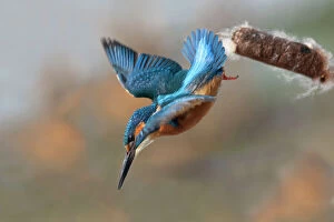 Images Dated 11th February 2012: Kingfisher - in flight diving