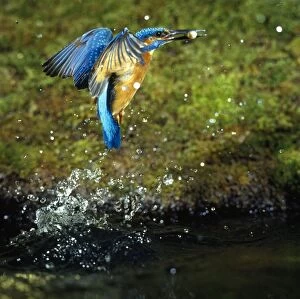 KINGFISHER - in flight, with fish in beak