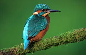 KINGFISHER - perched on branch