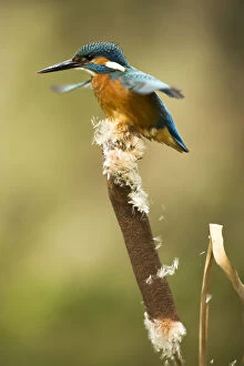 Hovering Gallery: Kingfisher - perched on a bull rush - Norfolk, UK