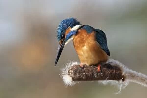Kingfisher - perched on Bulrush plant