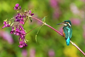 Kingfisher - perched on Himalyan Balsam Plant (Impatiens