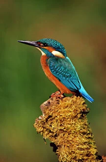Images Dated 21st May 2009: Kingfisher - perched on moss covered tree stump