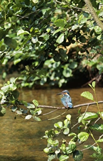 Kingfisher - perched over water Kingfisher - perched over water
