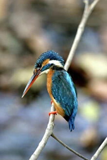 Kingfisher - showing bright blue plumage