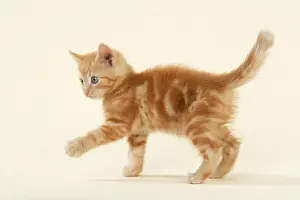 Prints of JD-22228 KITTEN. ( ginger ) John Daniels Please note that prints are for personal display purposes only and may not be reproduced in any way. Related Prints: Ginger Kitten Print (JD-22228) by John Daniels